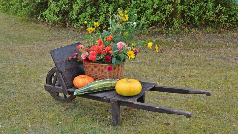 pumpkins marrow and flowers laid out on a wheelbarrow in a garden